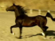 Arabian Show Horse Stallion