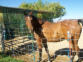 16.2h Arabian Sporthorse Gelding