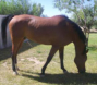 16.2 Russian Arabian Gelding